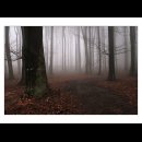Lesnou cestičkou v hmle